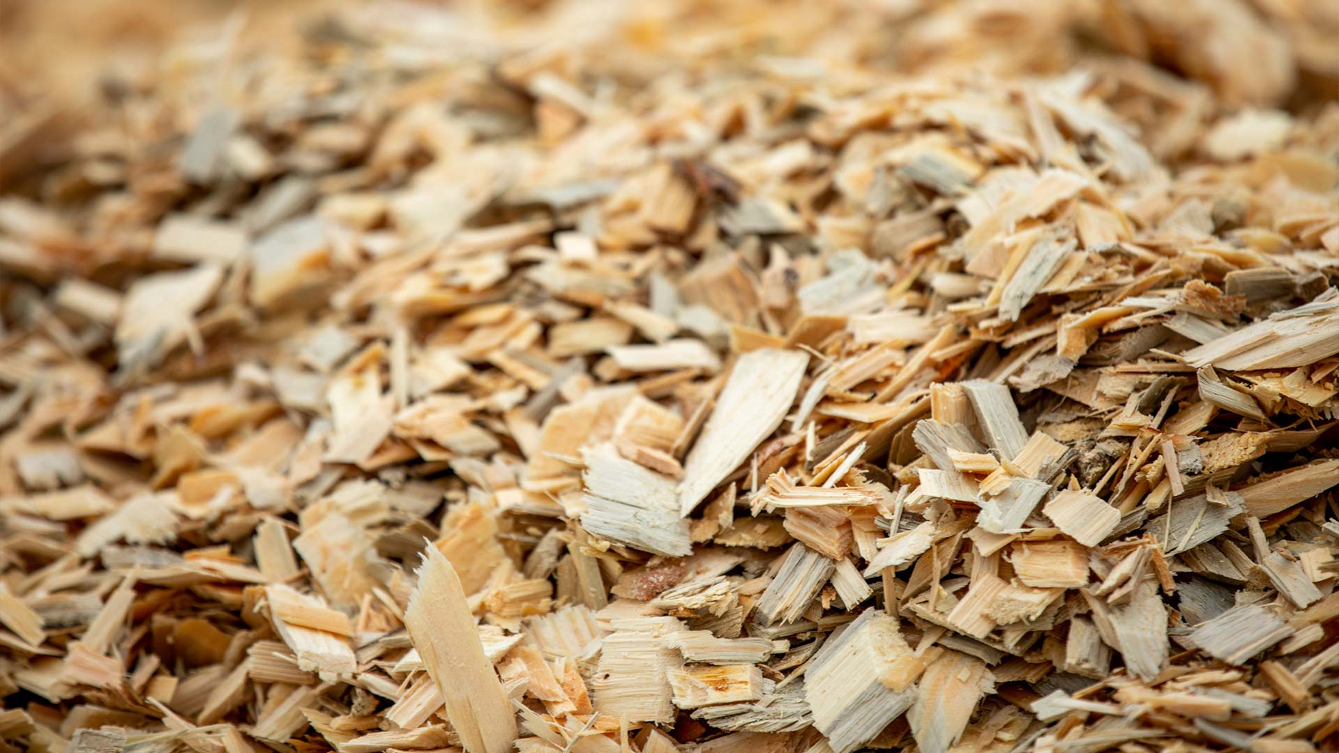 Pile of wood shavings