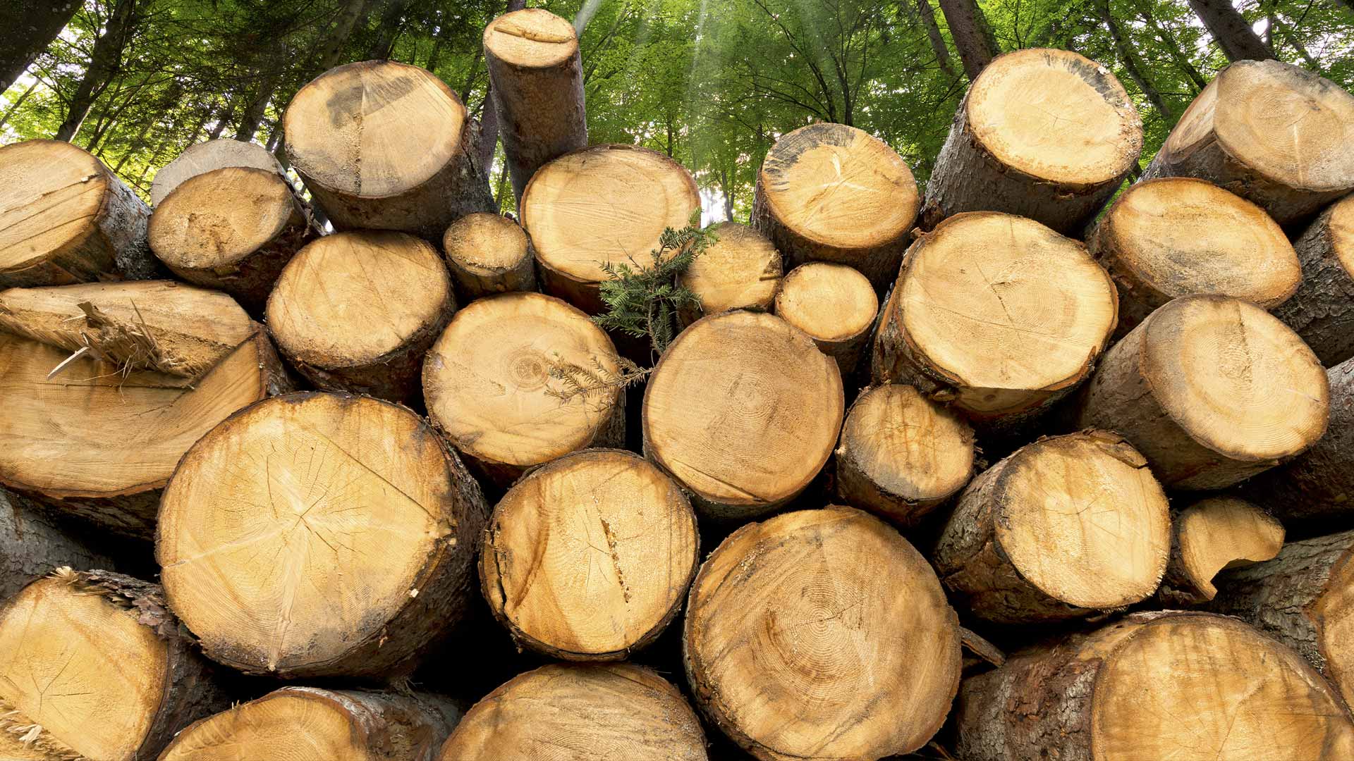 Pile of logs